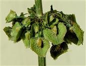  Flowers with fruits